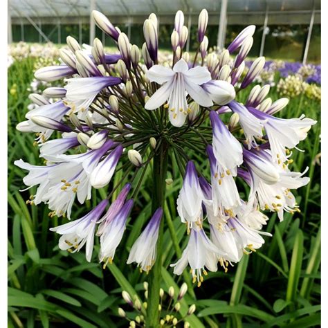 Agapanthus Fireworks Hardy Bicolour Blue White Nile Lily