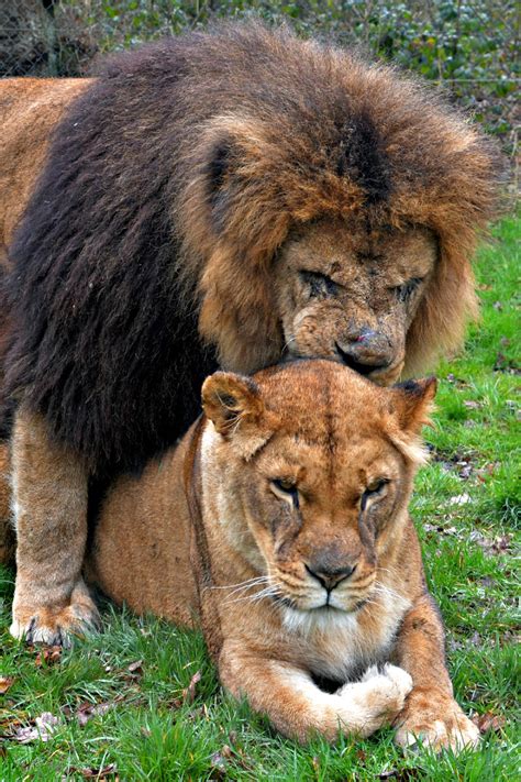 Knowsley Safari Park Lux Life London A Luxury Lifestyle Blog