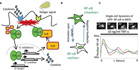 Frontiers Insights On The Nf B System Using Live Cell Imaging