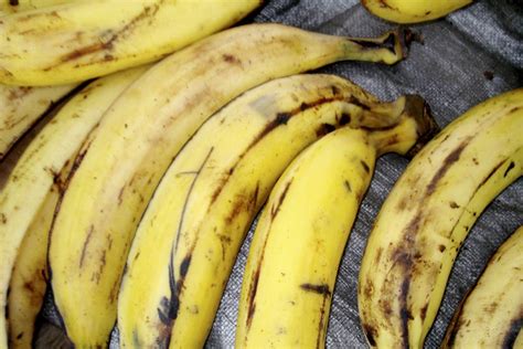 Jamaican Plantain