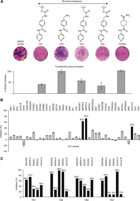 Structural Analogues Of Y27632 Also Inhibited The Formation Of GEF16