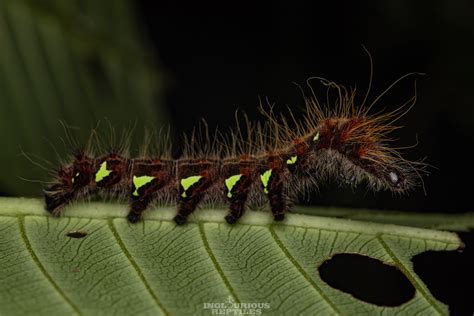 CATERPILLAR Loepa Sp Inglourious Reptiles Flickr