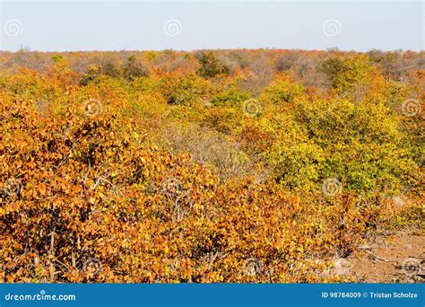 Dry Winter Mopane Colors Stock Image Image Of National 98784009