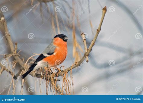 Bullfinch On A High Branch Stock Photo Image Of Branch