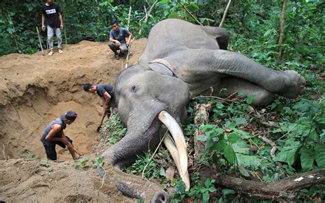 Gajah Jinak Di Aceh Mati Secara Mendadak