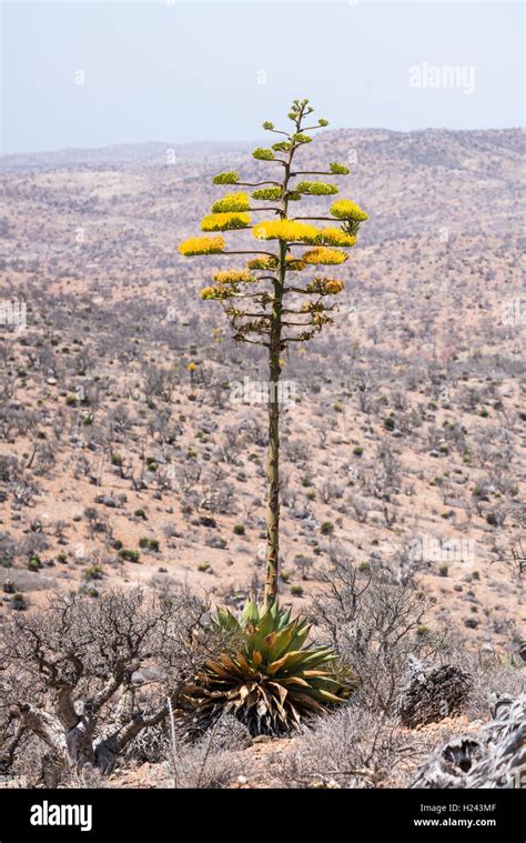 Cactus In The Desert Baja California Mexico Stock Photo Alamy