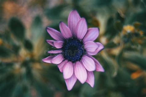 Primer De La Flor De La Lila De Los Ecklonis Del Osteospermum En