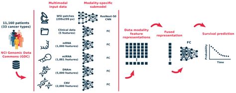 Survival Models for Histopathology | Pixel Scientia Labs