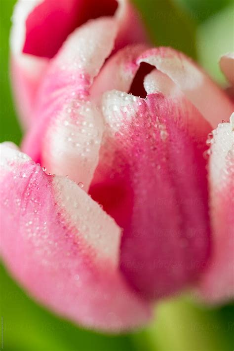 Pink And White Easter Tulips Del Colaborador De Stocksy Adam Nixon