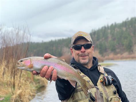 Rainbow Trout From A Deckers Guided Fly Fishing Trip Colorado Trout