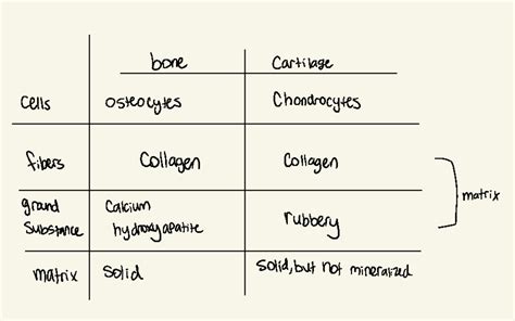 Bone Growth Remodeling Repair Bone Cartilage Cells Osteocytes