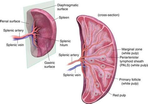 Spleen diagram