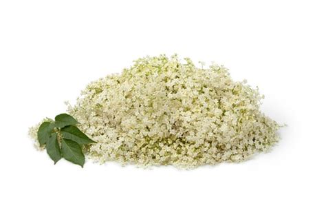 Premium Photo | Elderberry flowers