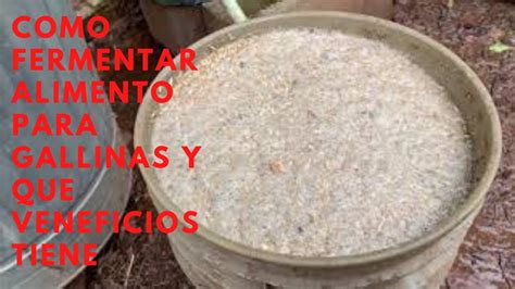 Como Fermentar Alimento Youtube