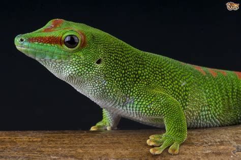 Pet Day Gecko Types Of Gecko Pets4homes Pets Pet Day Gecko