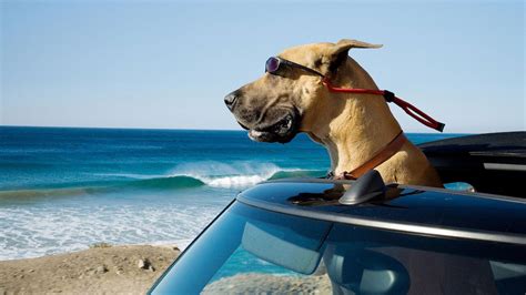 What Breed of Dog Is Marmaduke? Cinematic Dogs Presented – Dogster