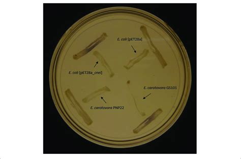 Screening Of Ahl Synthesis By Cnei In E Coli Bl21de3plyss Using