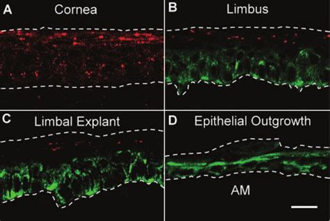 Immunostaining Of Connexin In Rabbit Cornea Limbus And A Limbal