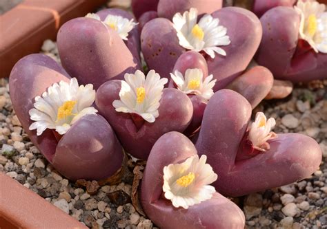 Succseed Lithops Optica Cv Rubra