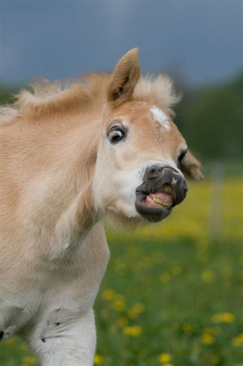 Portrait Of Haflinger Pony Foal Stock Photo Image Of Blond Nature