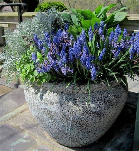 36 Best Blue Flowers To Grow In Containers Container Flowers