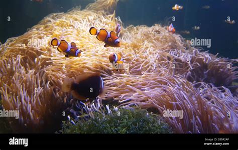 Peces nadando en el mar fotografías e imágenes de alta resolución Alamy