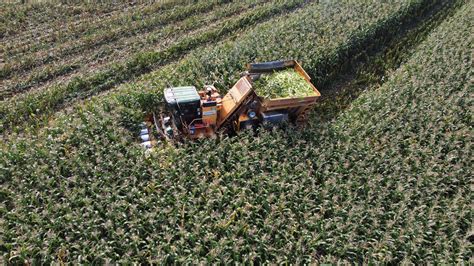 Segundo Agrural Colheita Da Safra De Milho Alcan A O Ritmo