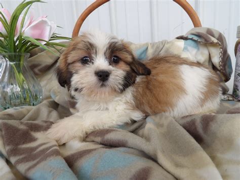 Pauley - Teddy Bear Puppy for Sale in Chicago, IL | Lancaster Puppies