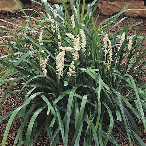 Monroes White Lily Turf Liriope Muscari Monroes White From Classic
