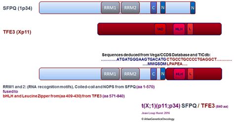 Kidney Renal Cell Carcinoma With T X P P Sfpq Tfe