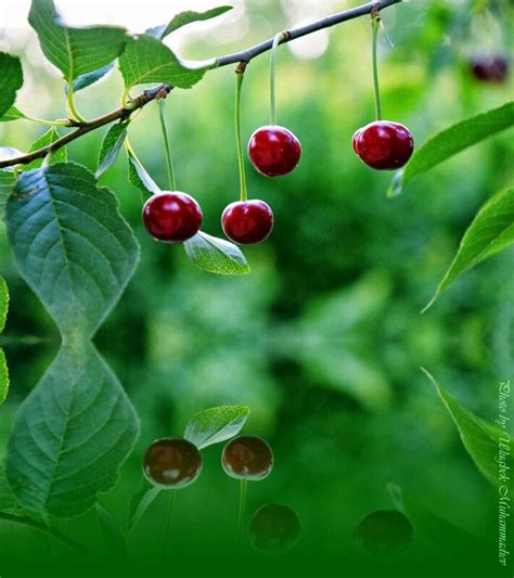 Three Cherries Hanging From A Tree With Green Leaves