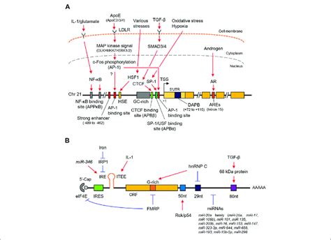 | Schematic representation of the transcriptional and... | Download ...
