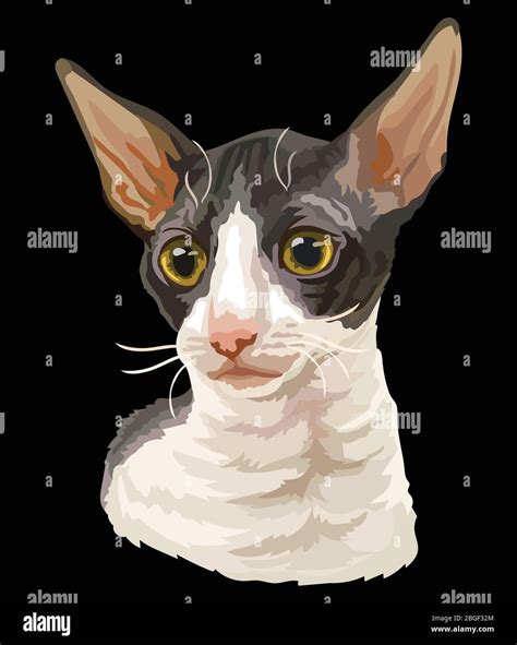 Colorful Vector Drawing Portrait Of Cornish Rex Cat Isolated On Black