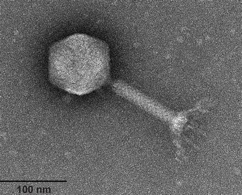 Bacteriophage Virus Electron Microscope