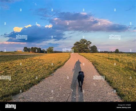 Dog walk - Franklin County, VA Stock Photo - Alamy