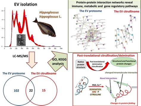 IJMS Free Full Text The Proteome And Citrullinome Of Hippoglossus