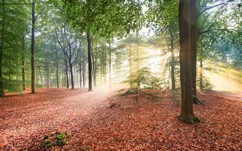 Light Breaking Through Sky Trees Leaf Viewes Fallen Sun Forest