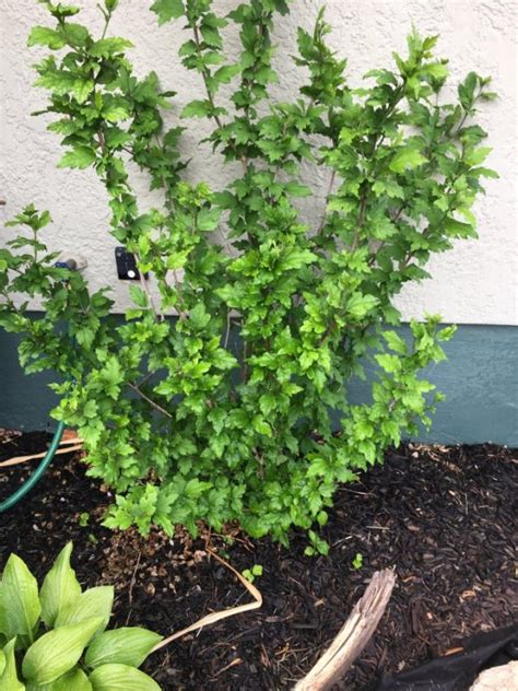 Help Identify This Plant Shrub Walter Reeves The Georgia Gardener