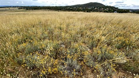 Natural Temperate Grassland — Wandiyali Restoration Trust