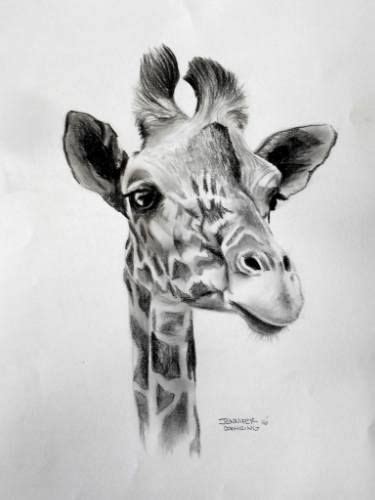 Giraffe And Baby Pencil Drawing