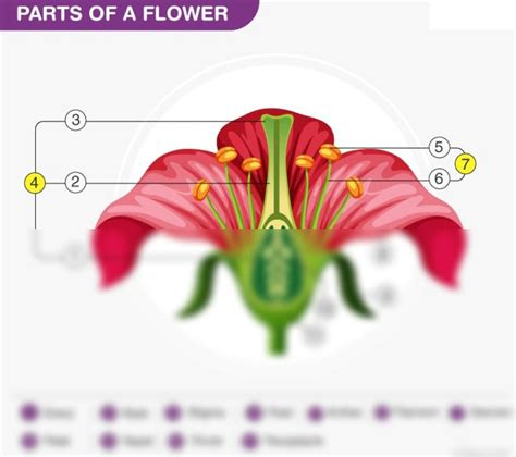 SOLUTION Parts Of Flower Studypool