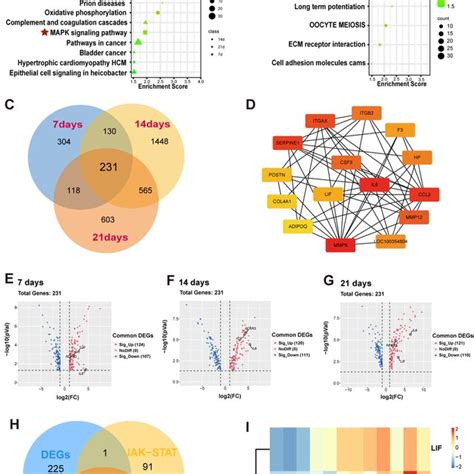 Gsea Pathway And Degs Profiles Analysis A Gsea Analysis Of The Degs Of Download Scientific