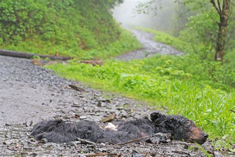 Black Bear Carcass Dumped On Mount Hays The Northern View