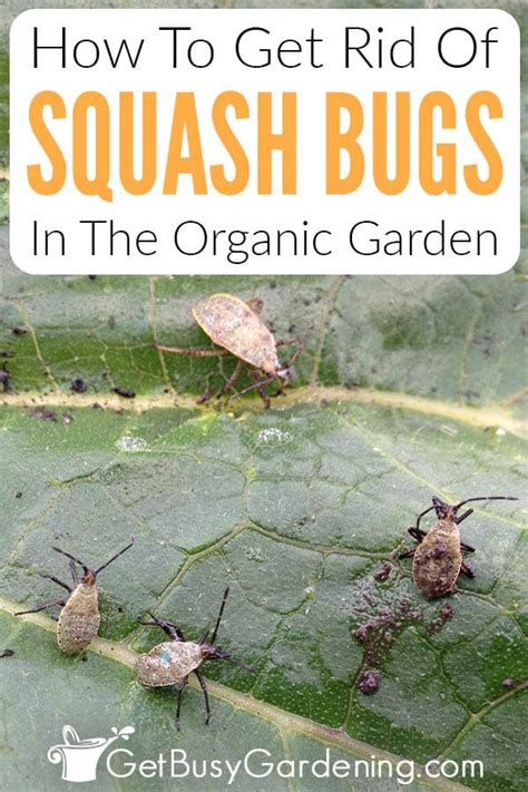 How To Get Rid Of Squash Bugs Naturally Get Busy Gardening