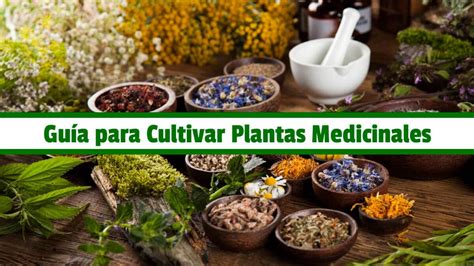 Gu A Practica Para Cultivar Plantas Medicinales Pdf