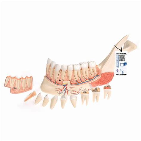 Anatomy Model Dental Care