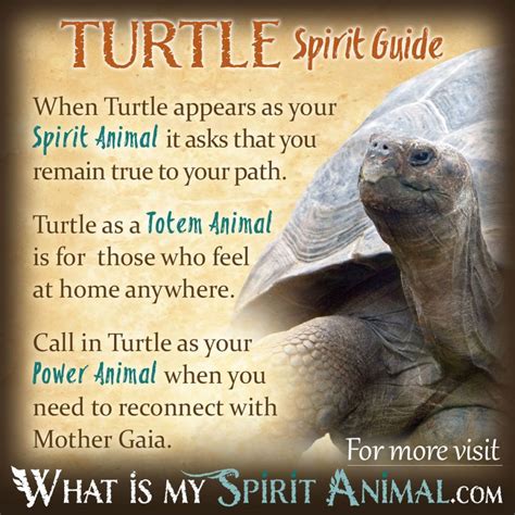 Turtle Symbolism & Meaning | Spirit, Totem & Power Animal