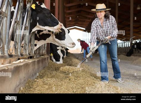 Adult Female Farmer Working On Dairy Farm Feeding Cows Stock Photo Alamy