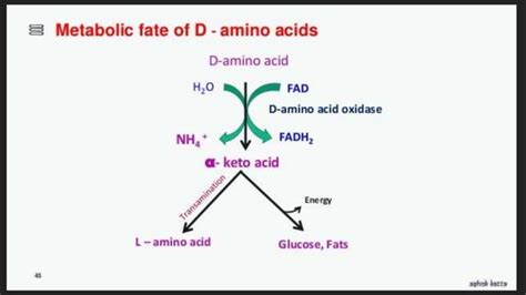 Transamination Deamination Ppt