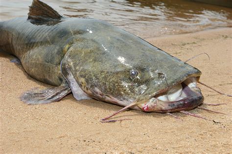 2018 Texas Catfish Forecast Game And Fish